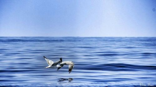 Seagull flying over sea