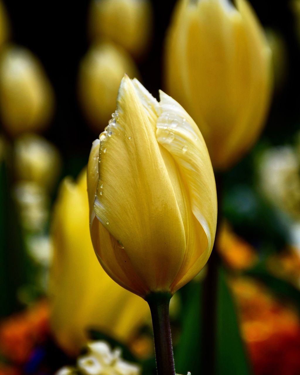 flower, petal, freshness, flower head, fragility, close-up, focus on foreground, beauty in nature, growth, single flower, blooming, nature, rose - flower, tulip, in bloom, plant, stem, yellow, blossom, botany
