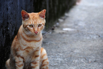 Portrait of ginger cat on road.