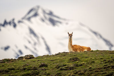 Deer standing on mountain