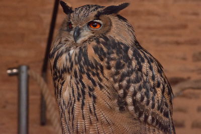 Close-up portrait of owl