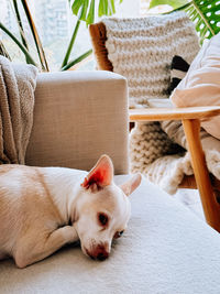 Portrait of dog sitting on sofa at home