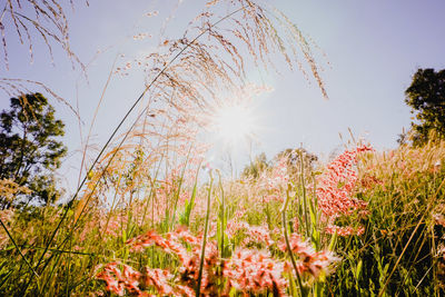 Low angle view of sunlight streaming through plants on field