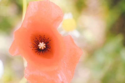 Close-up of orange flower