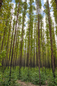 Low angle view of bamboo trees in forest