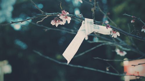 Fortune paper tied to tree