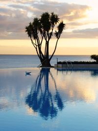 Seagull swimming in pool with tree reflection against sky