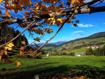 Trees on field against sky during autumn