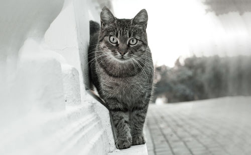 Portrait of cat sitting on footpath