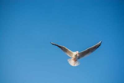 Low angle view of seagull flying