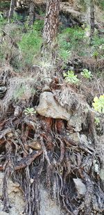 Close-up of tree trunk in forest