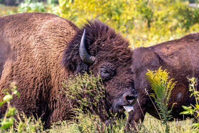 Leader of the bison herd