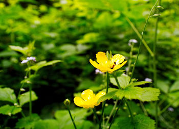 Close-up of yellow flowering plant