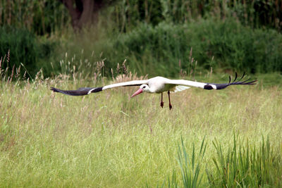 Birds flying over grass on field