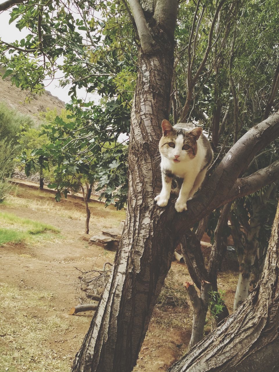 CAT ON A TREE