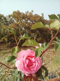 Close-up of pink flowers growing on tree