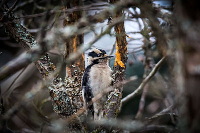 Close-up of woodpecker bird perching on tree