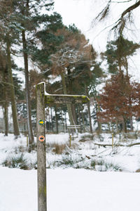 Trees in forest during winter