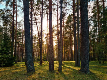 Trees in forest