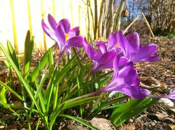 Close-up of purple flowers blooming in field