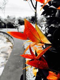 Close-up of orange leaves during winter