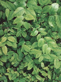 Full frame shot of green leaves