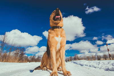 Dog standing on snow covered landscape