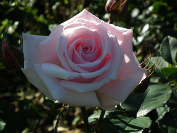 Close-up of flower blooming outdoors