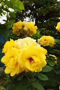 Close-up of yellow flowers blooming outdoors