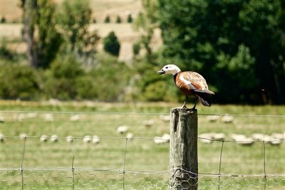 Bird perching on tree trunk