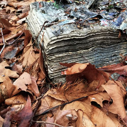 Close-up of autumn leaves