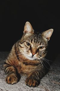 Close-up portrait of a cat over black background