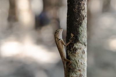 Close-up of lizard on tree trunk