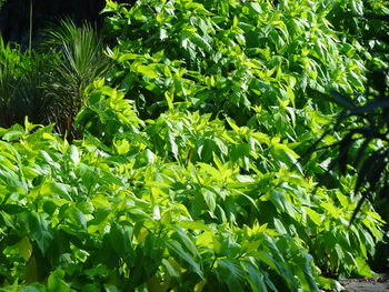 Green leaves on landscape