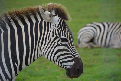 Zebra sitting on a field