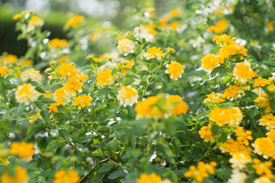 Close-up of yellow flowering plants on field