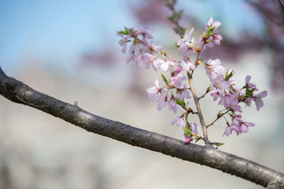 Close-up of pink cherry blossom tree