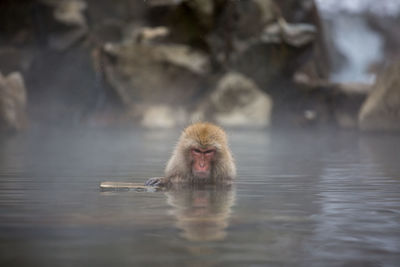 Portrait of monkey swimming in lake