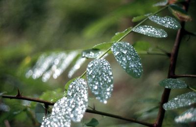 Close-up of wet plant