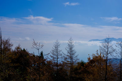 Scenic view of forest against sky