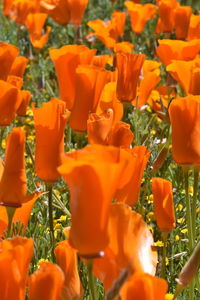 Close-up of orange flowering plants on field