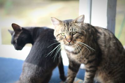 Close-up portrait of cat