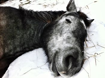 Close-up of goat