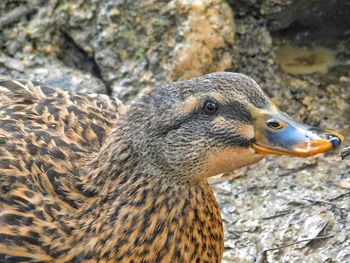 Close-up of female mallard duck