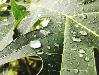 Close-up of wet leaves during rainy season