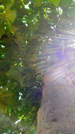 Low angle view of trees