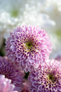 Close-up of purple flowering plant