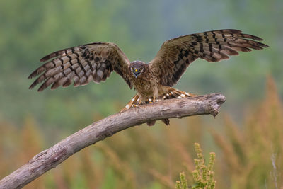 Bird flying against sky