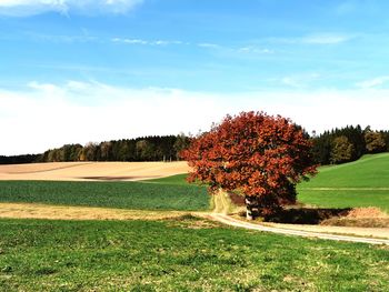 Trees on field against sky