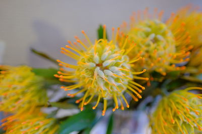 Close-up of yellow flowering plant